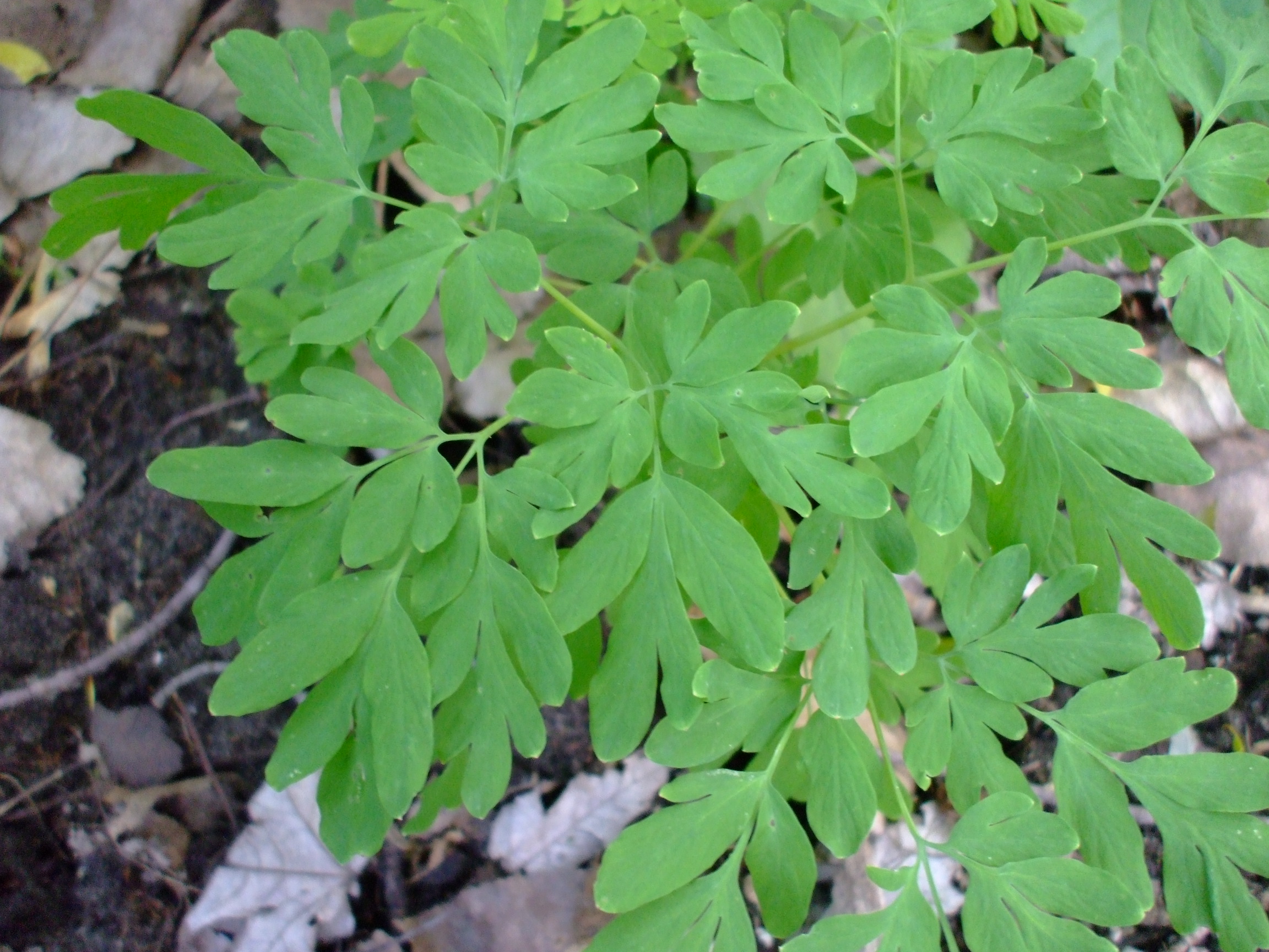 Corydalis scouleri